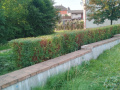 Prořezávky 