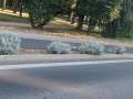Pletí kruhových objezdů a okolních prostranství