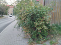 Prořezávky Ervěnická