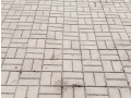 Prořezávky a pletí 4.ZŠ Krušnohorská