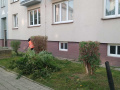 Úprava živých plotů - Ervěnice střed