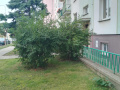 Úprava živých plotů - Ervěnice střed