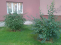 Úprava živých plotů - Ervěnice střed