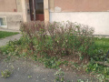 Úprava živých plotů - Ervěnice střed