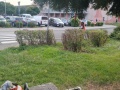 Úprava živých plotů - Ervěnice střed